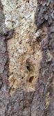 Before and after images showing wood damaged by insects and wood protected by Xylaprot.
