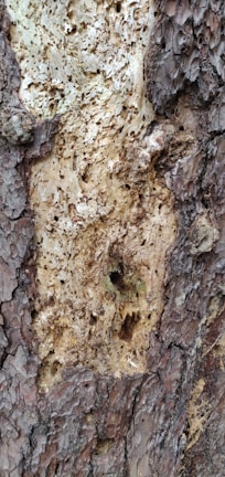 Before and after images showing wood damaged by insects and wood protected by Xylaprot.