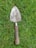 Close-up of a high-carbon steel garden trowel with a comfortable wooden grip resting on soil.