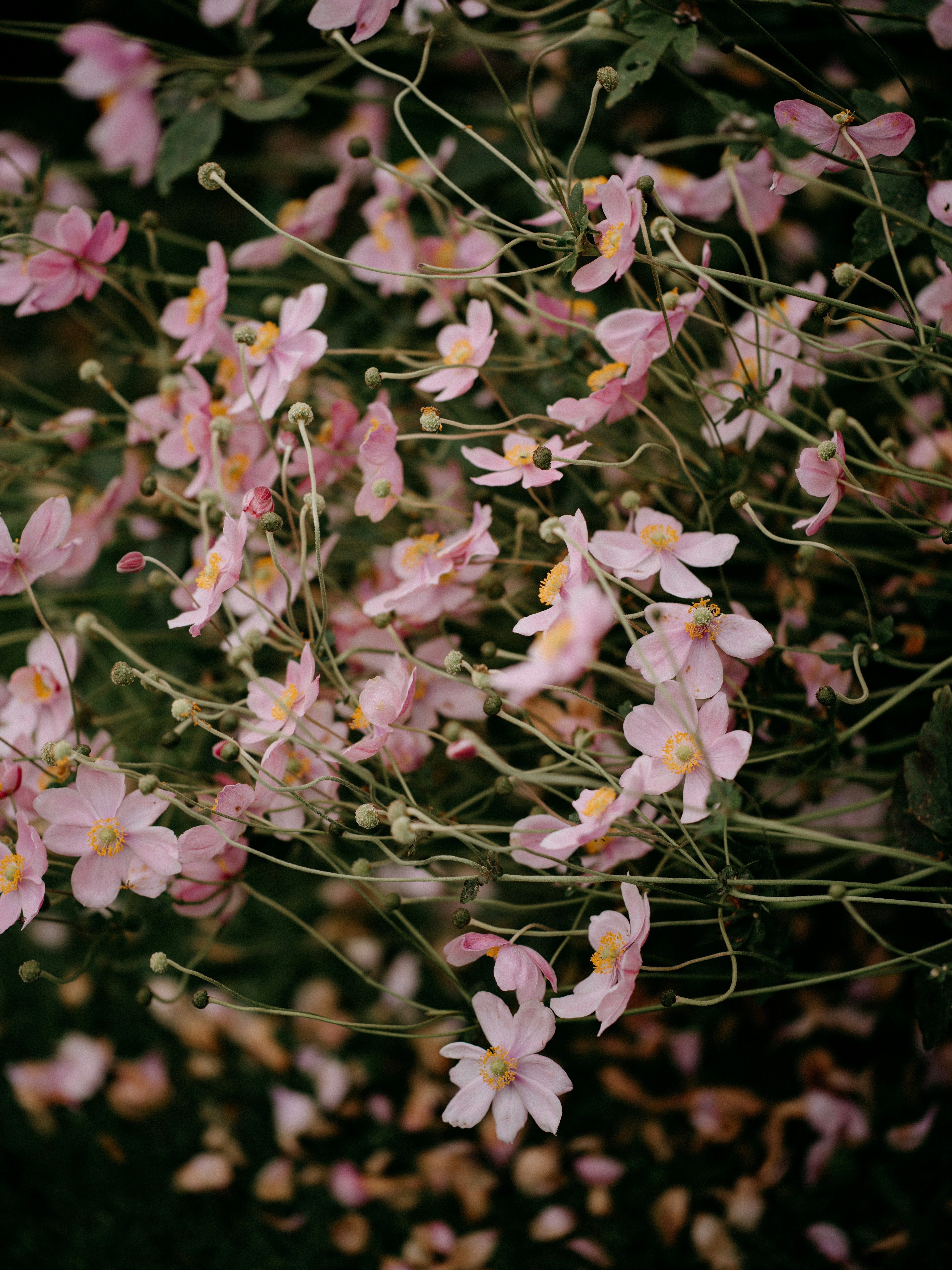 Photo by anniespratt