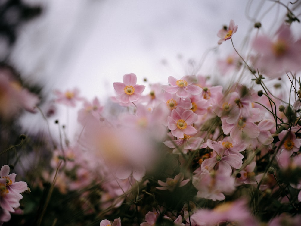 a bunch of pink flowers that are in the grass