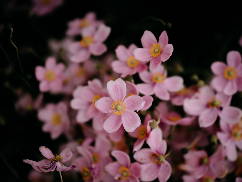 a bunch of pink flowers with yellow centers