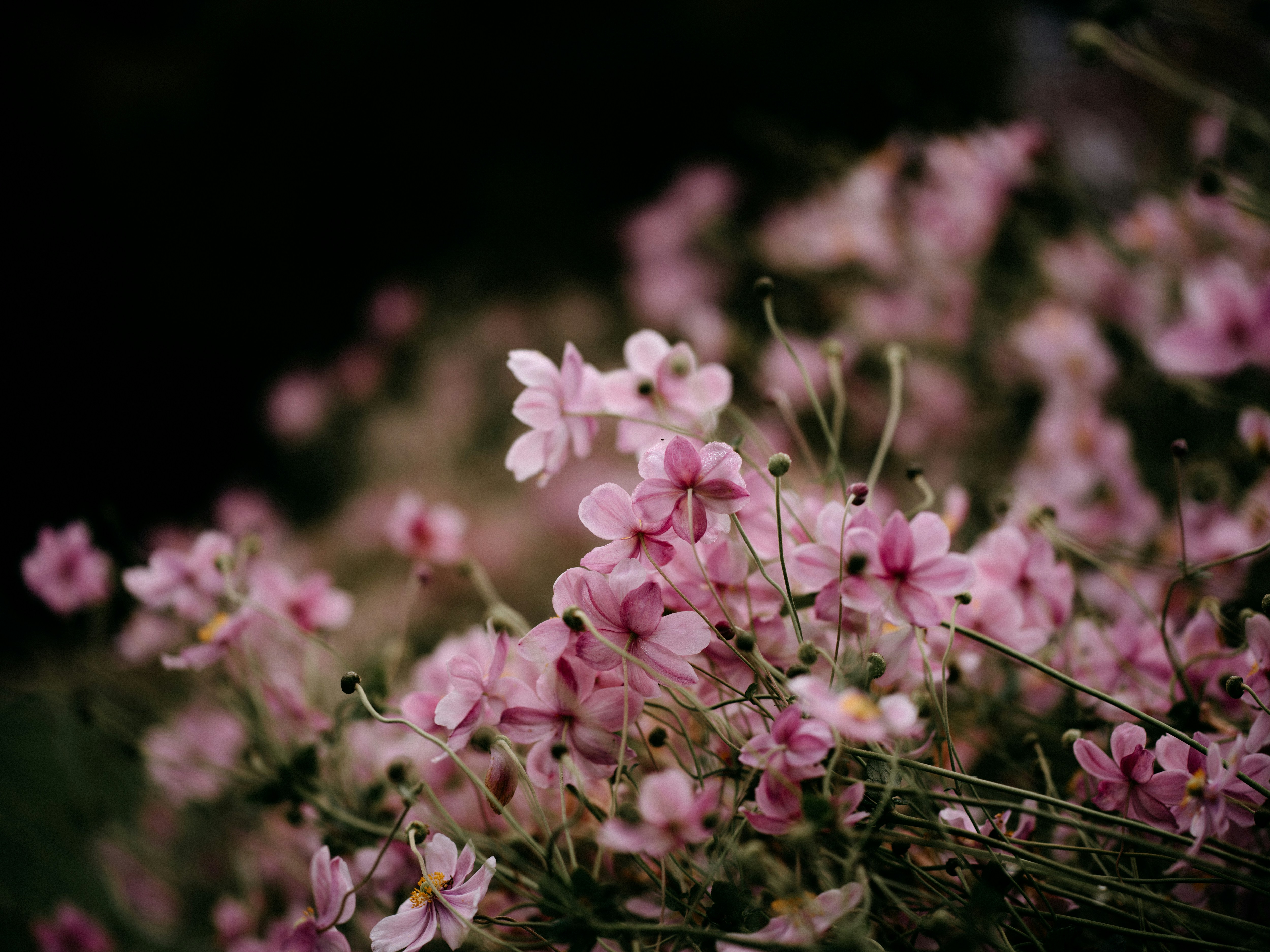 Photo by anniespratt