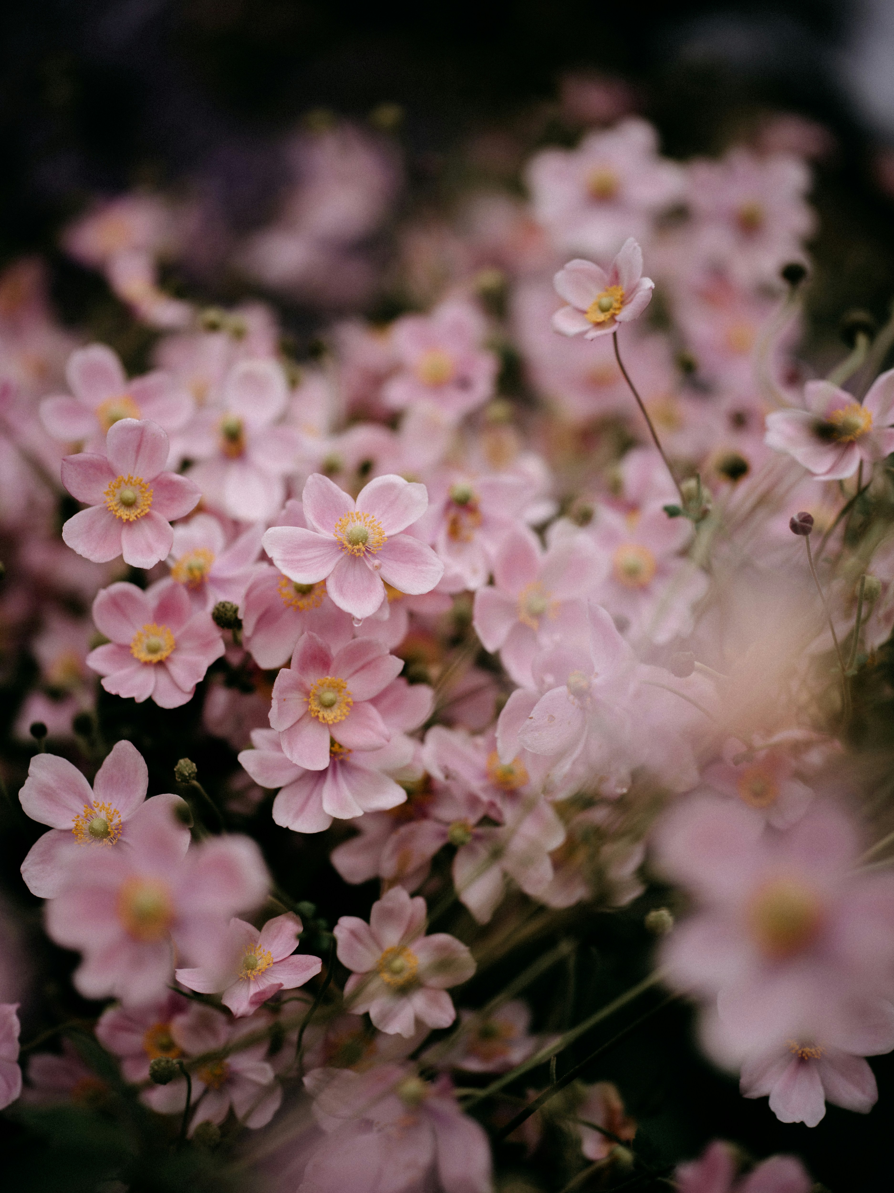 Photo by anniespratt