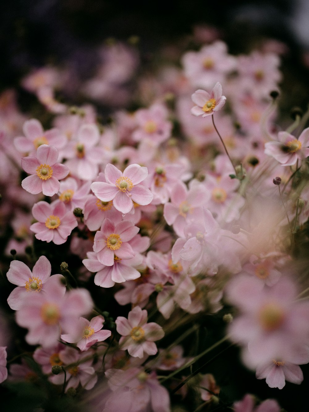 a bunch of pink flowers that are blooming