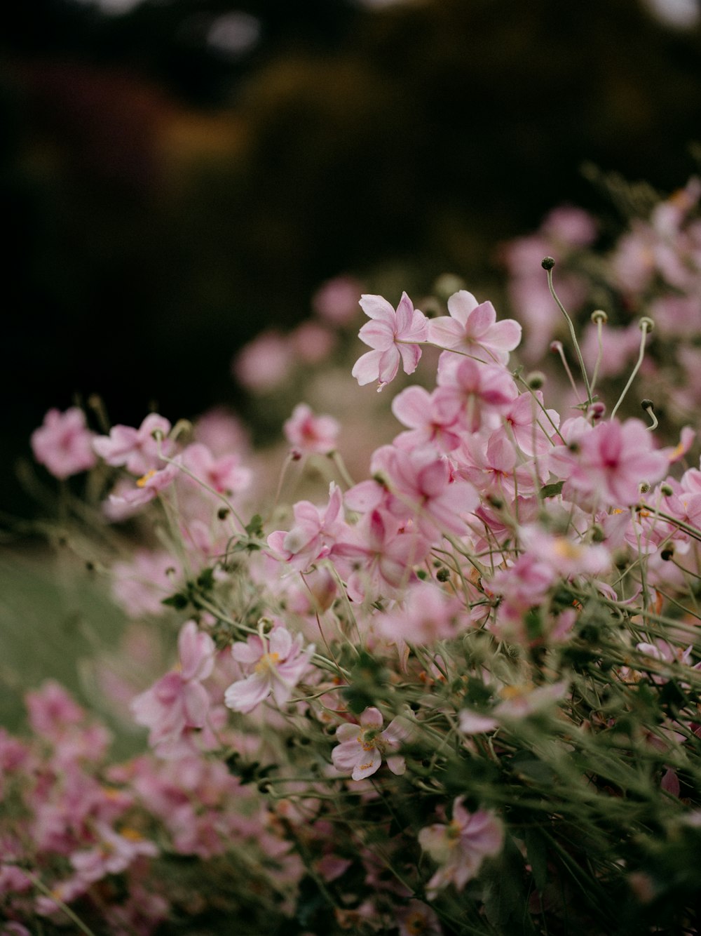 a bunch of pink flowers in a field