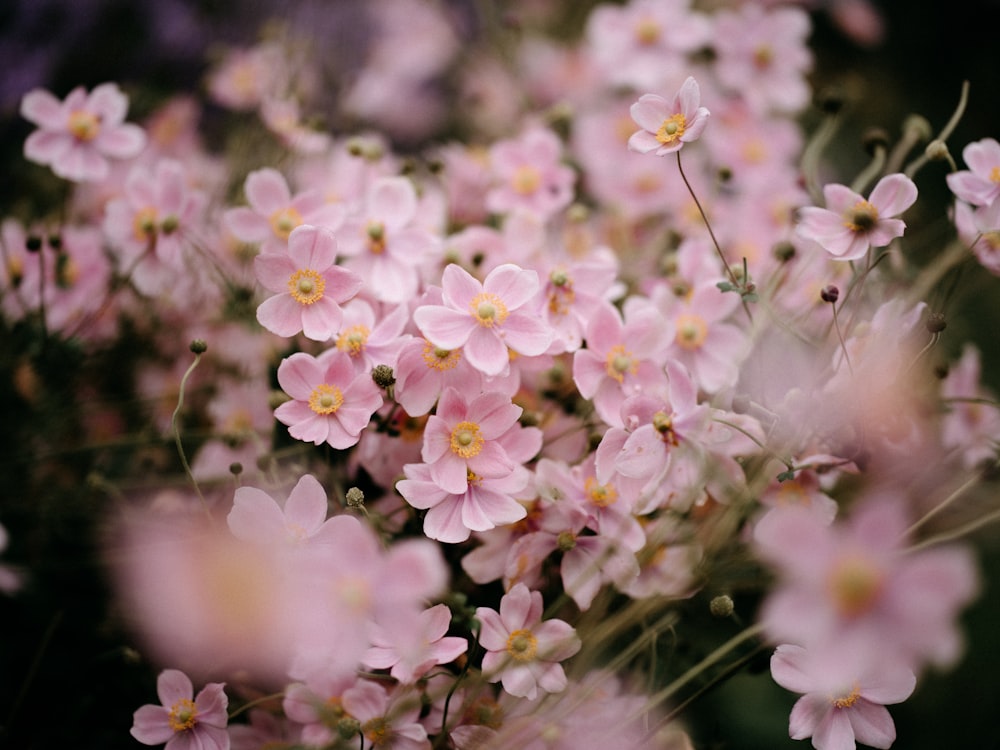 a bunch of pink flowers that are blooming