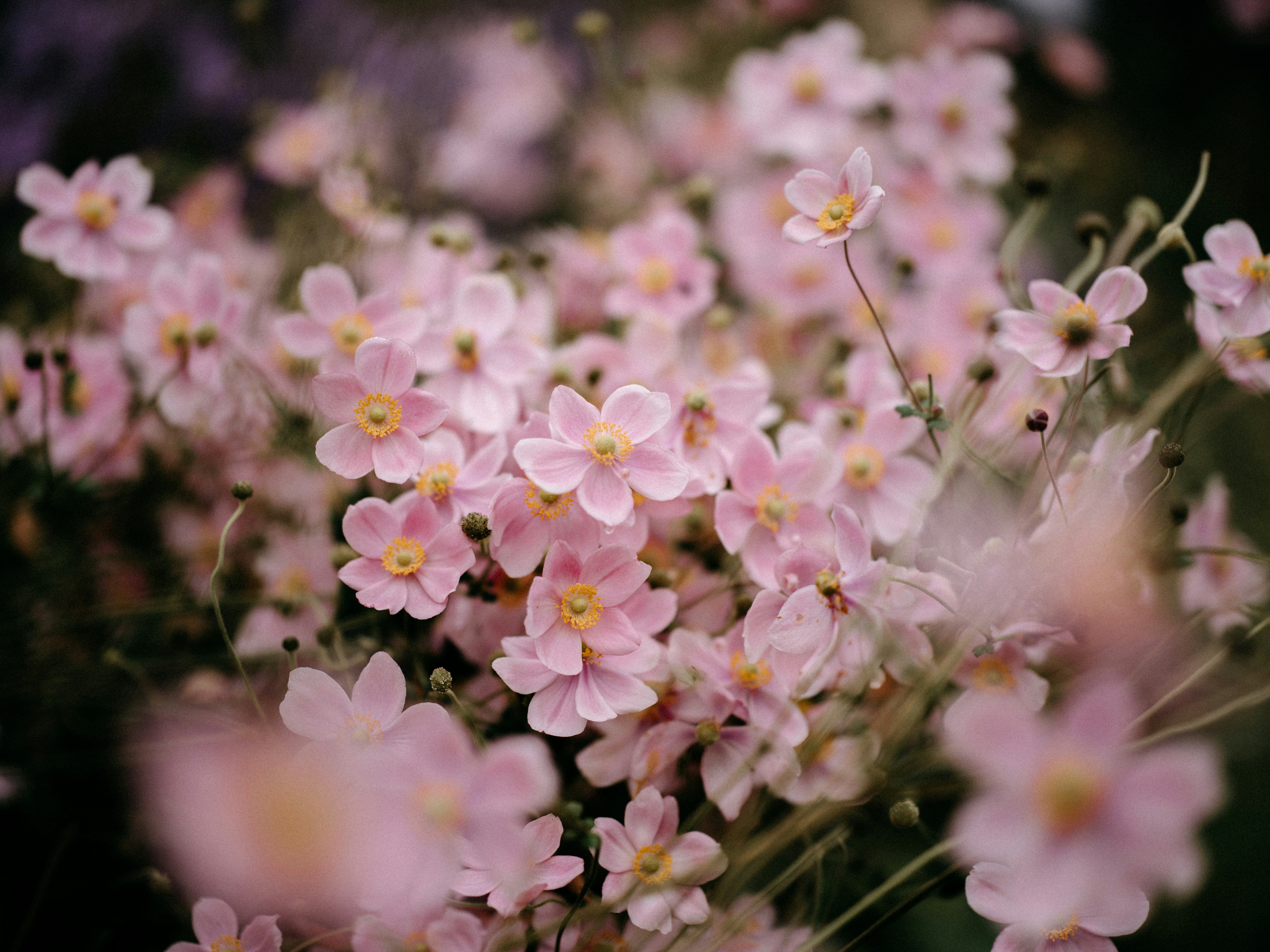 Photo by anniespratt