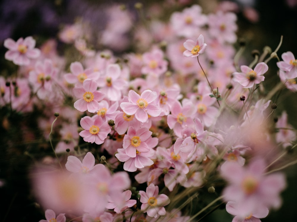 a bunch of pink flowers that are blooming