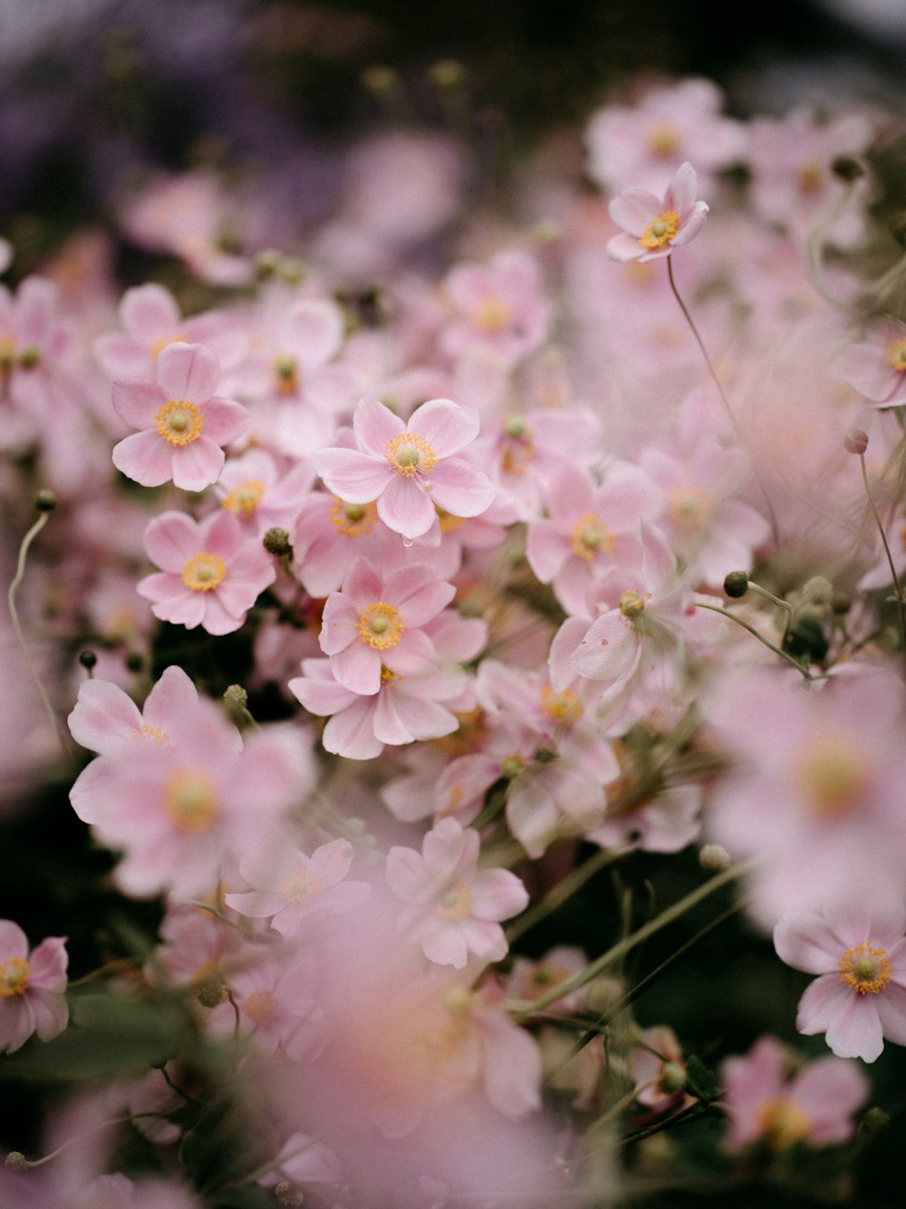 a bunch of pink flowers that are in the grass