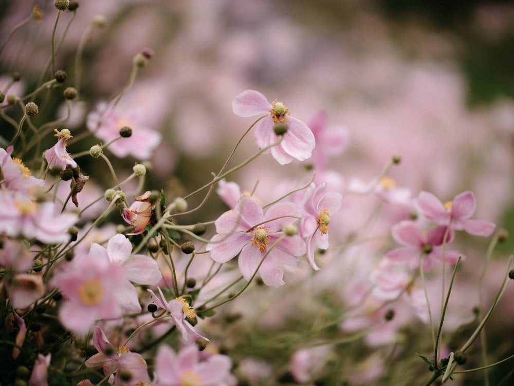 a bunch of pink flowers in a field