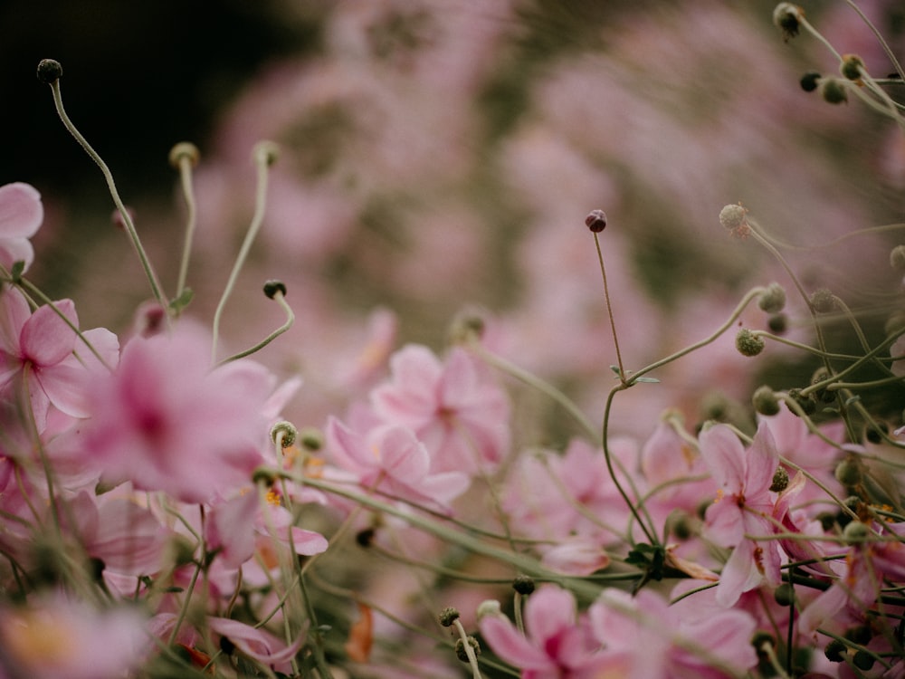 a bunch of pink flowers in a field