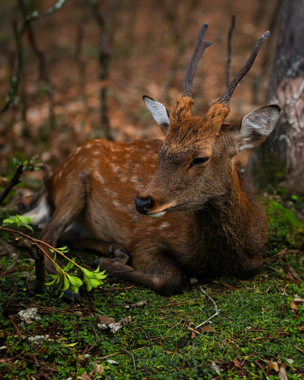 a deer laying in the grass next to a tree