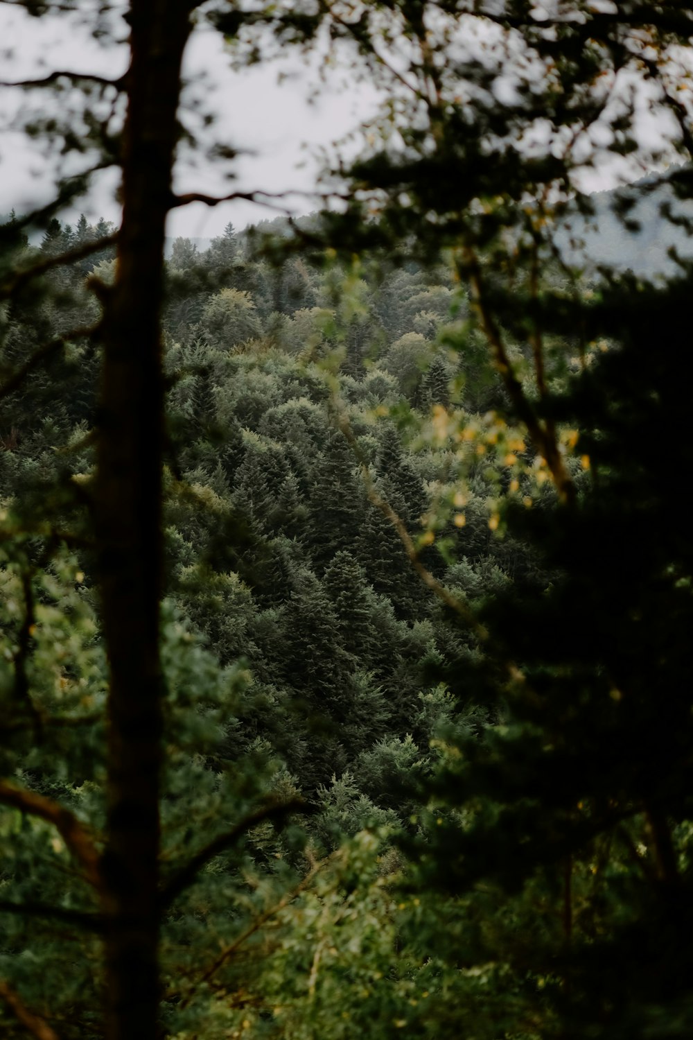 a forest filled with lots of green trees