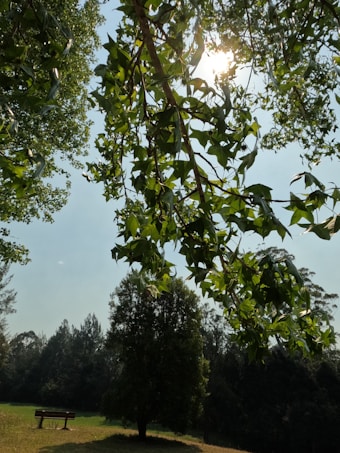 Sunlight filters through green leaves on a tree, casting shadows on the ground. A lone bench sits under the canopy of trees in a tranquil, lush park setting. A bright, clear sky provides a serene backdrop.