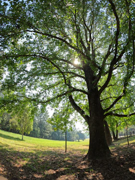 A gardener carefully trimming a large tree with sunlight filtering through the leaves