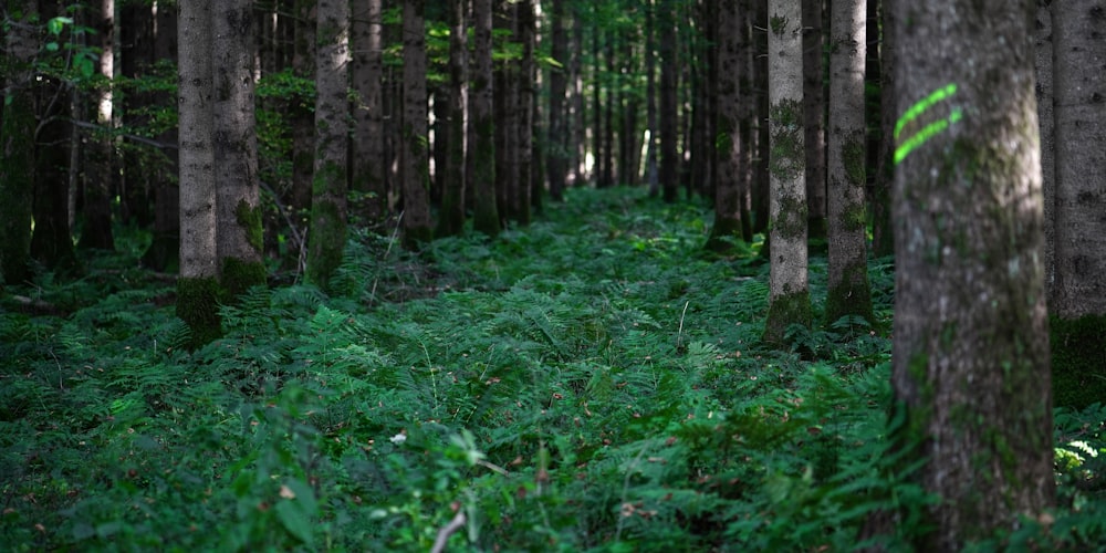 Une forêt verdoyante remplie de nombreux arbres