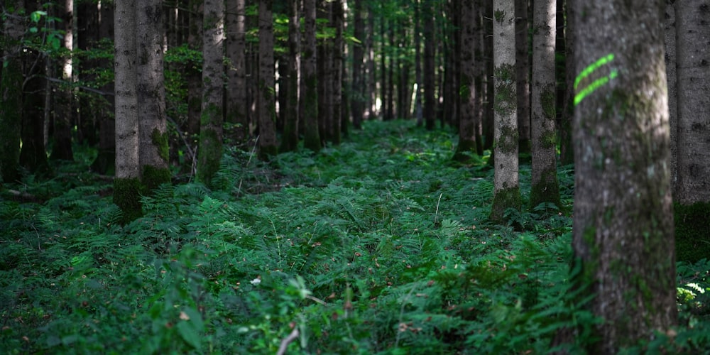 a lush green forest filled with lots of trees