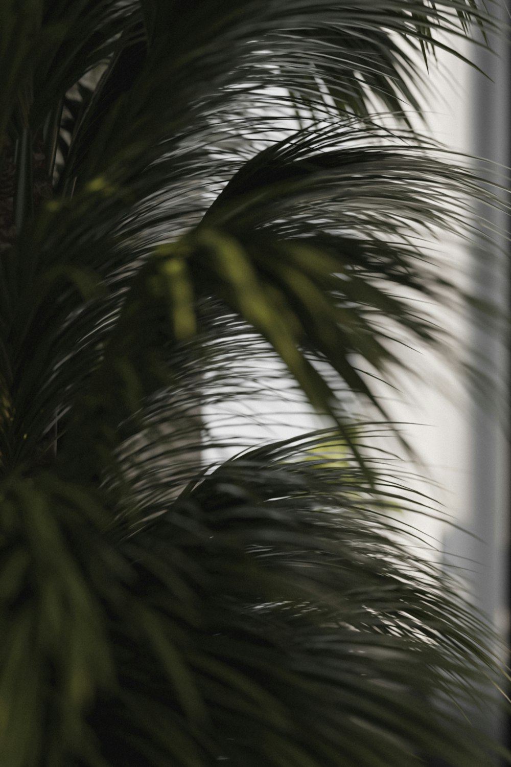 a close up of a palm tree with a building in the background