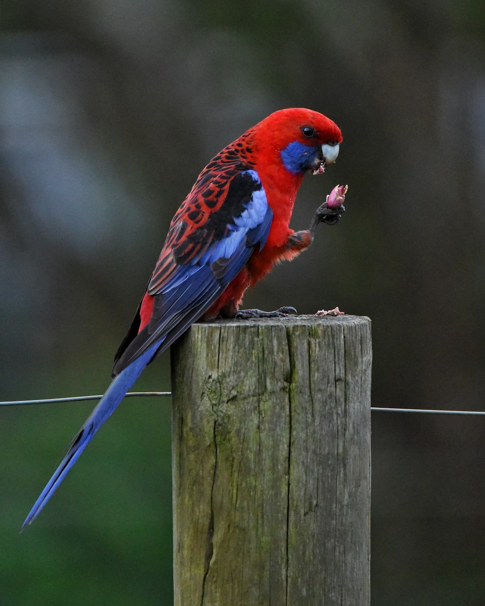 a red and blue bird sitting on top of a wooden post