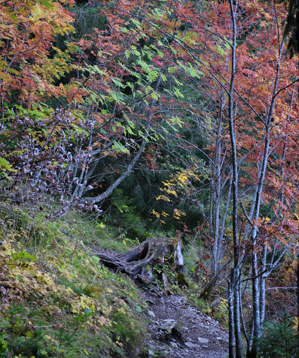 Un sentiero nel bosco con tanti alberi