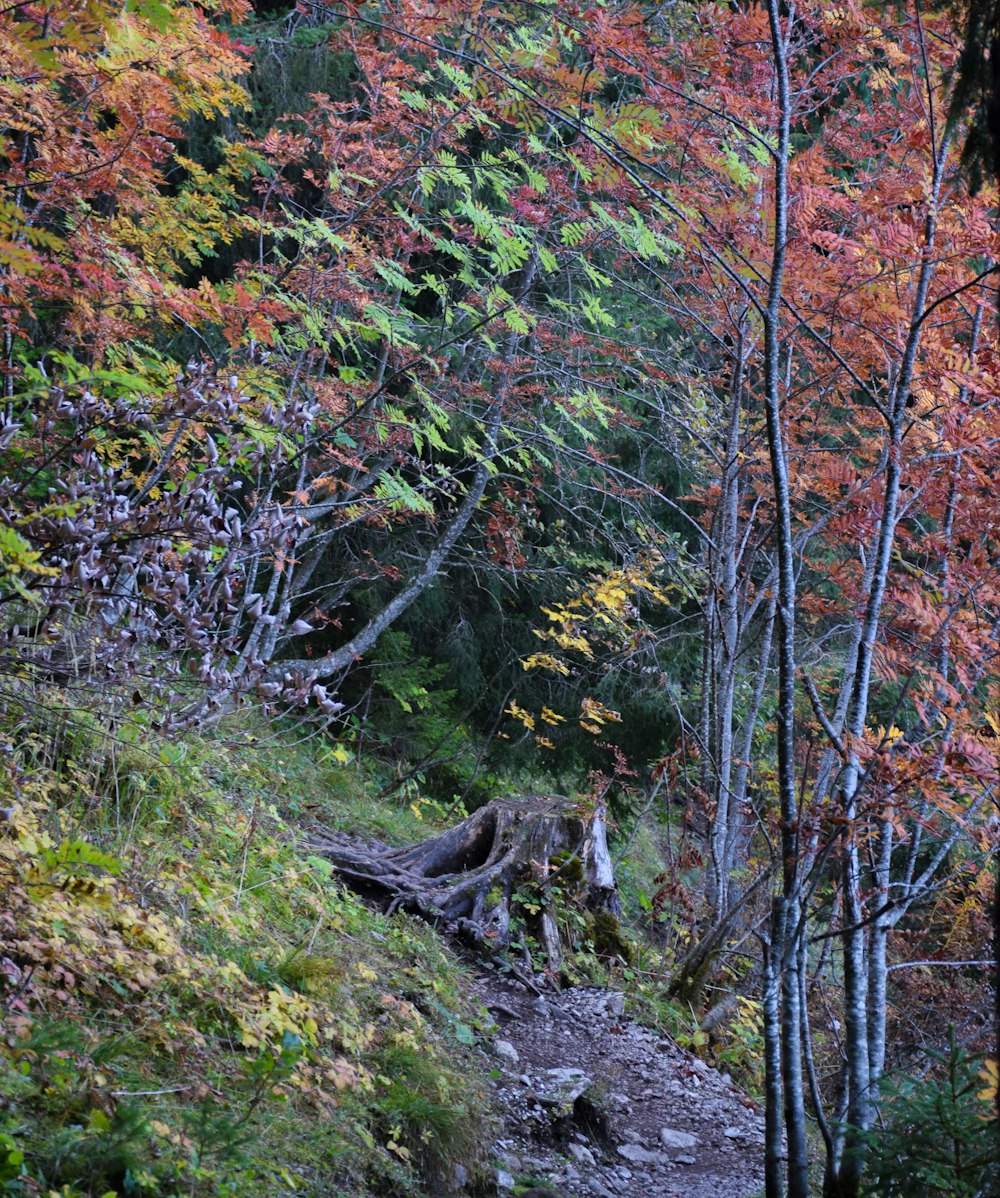 a trail in the woods with lots of trees