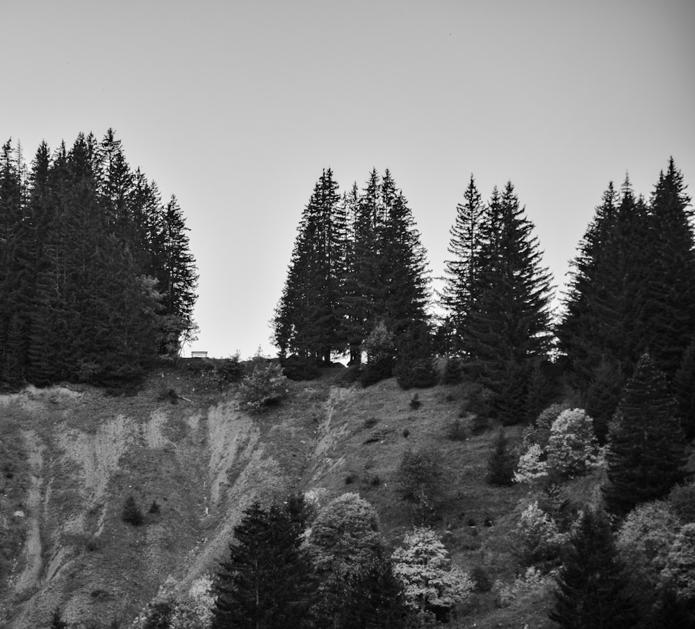 una foto in bianco e nero di alberi su una collina