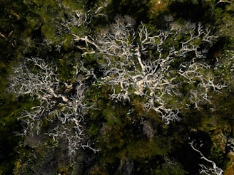 an aerial view of a tree in a forest
