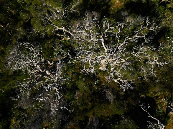 an aerial view of a tree in a forest