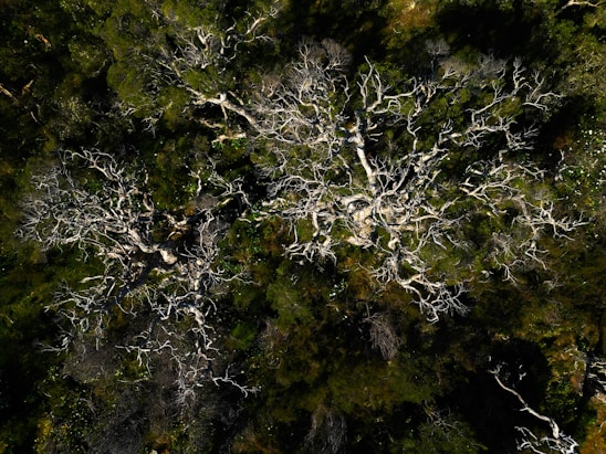 an aerial view of a tree in a forest