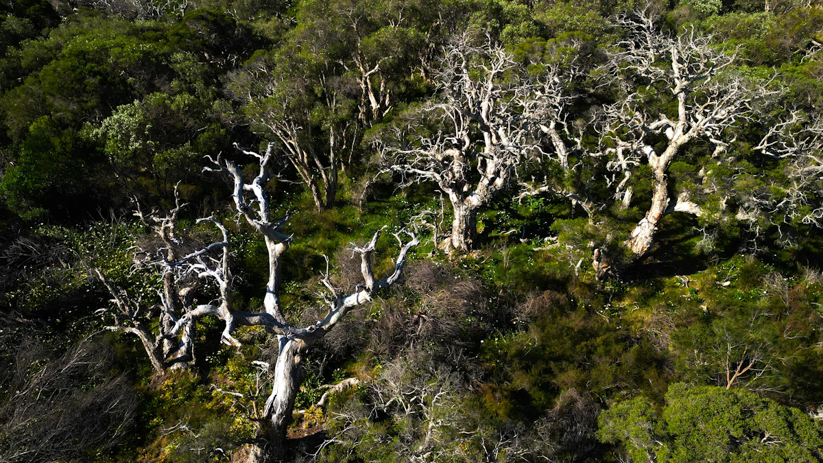 Aerial view of trees killed by emerald ash borer damage across a forest