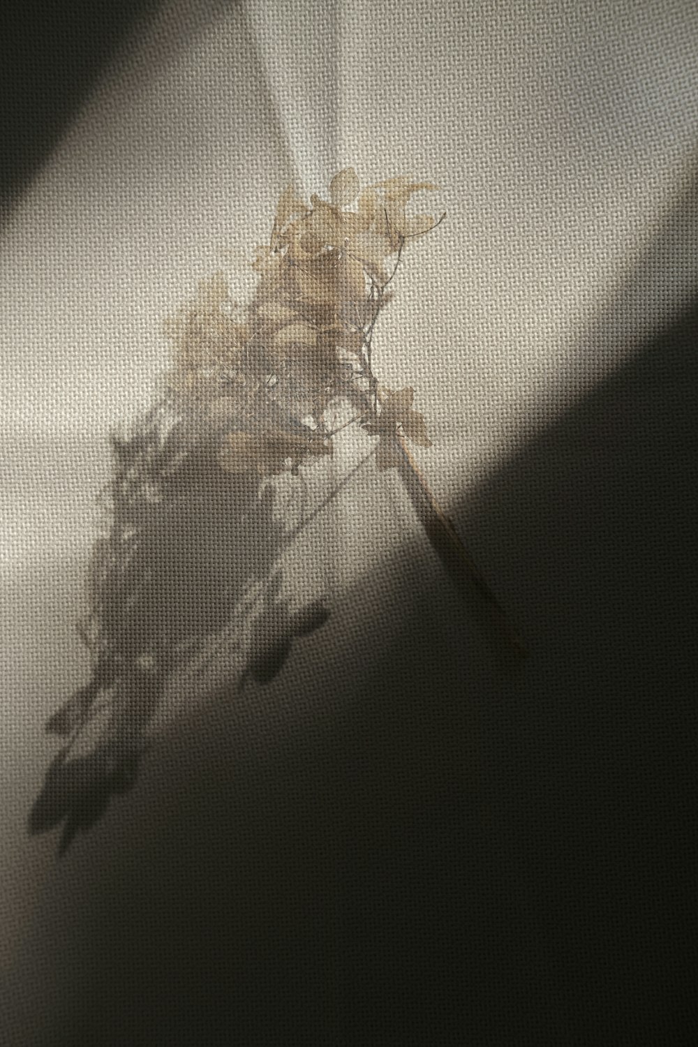 a shadow of a plant on a wall