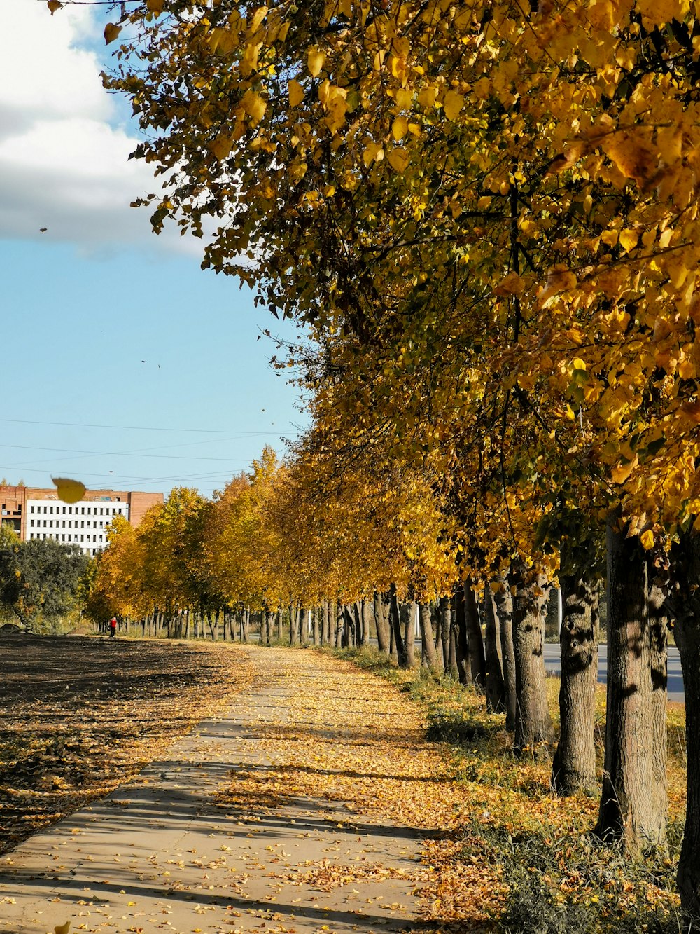 a dirt road surrounded by trees with yellow leaves