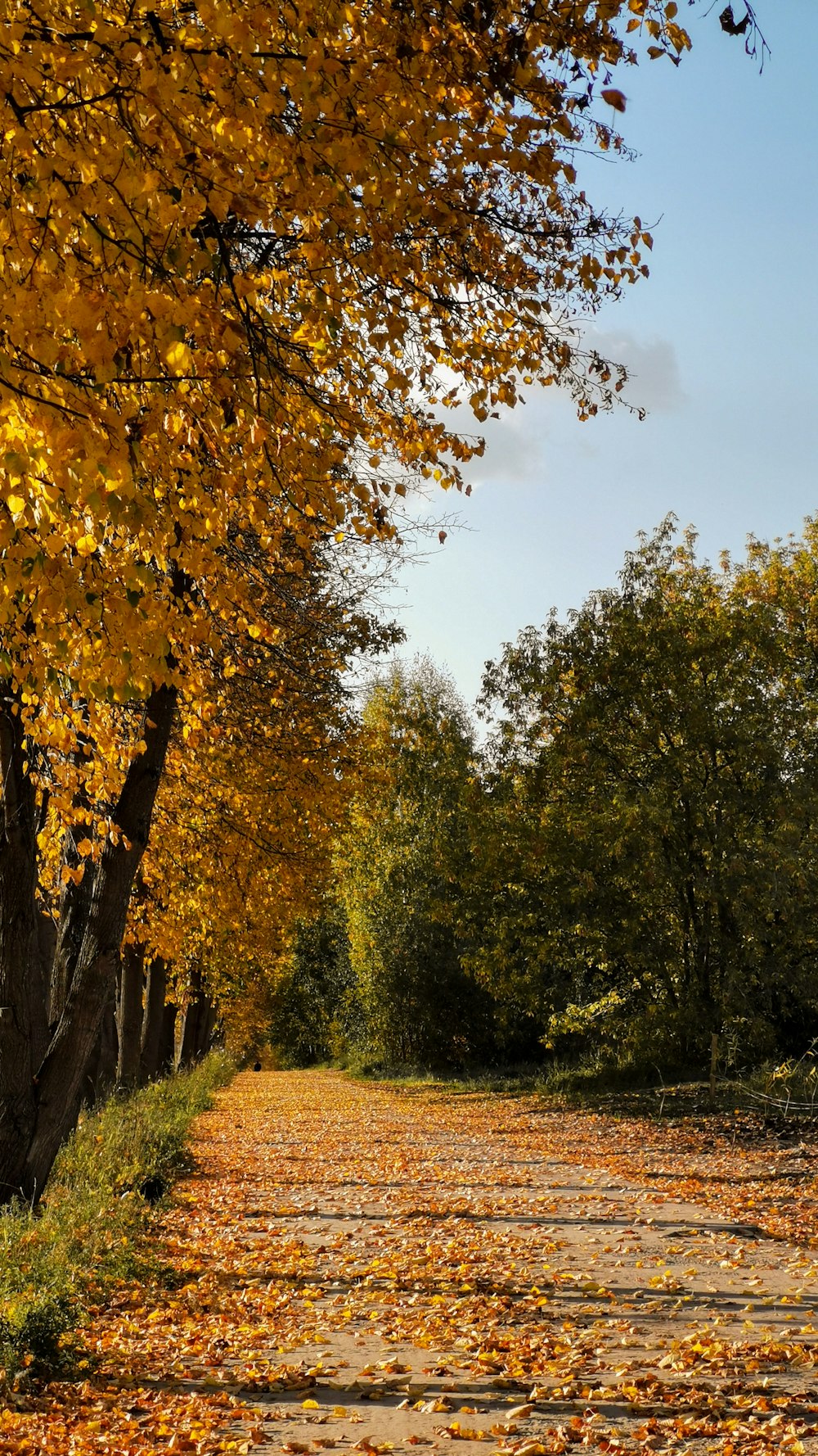 a dirt road with lots of leaves on the ground