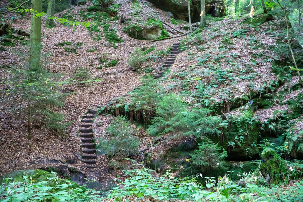 a set of stairs going up a hill in the woods