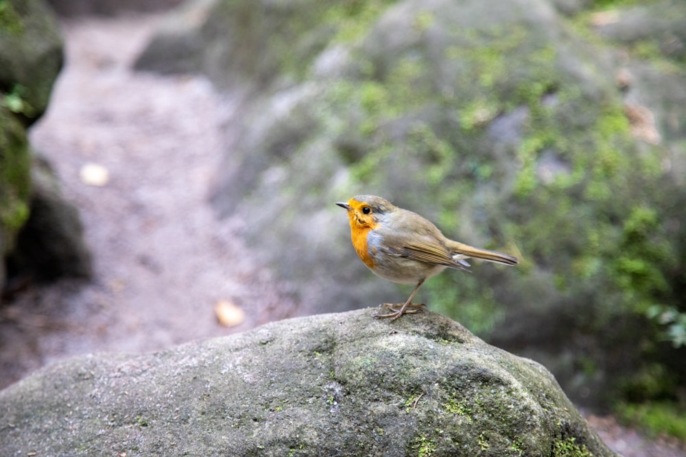 a small bird sitting on top of a large rock