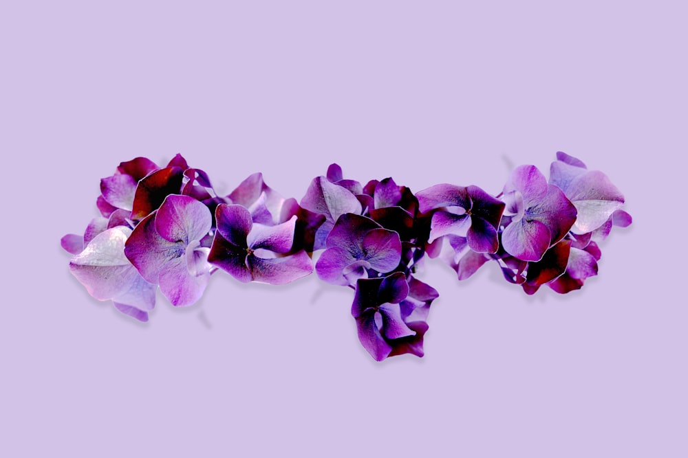 a group of purple flowers on a purple background
