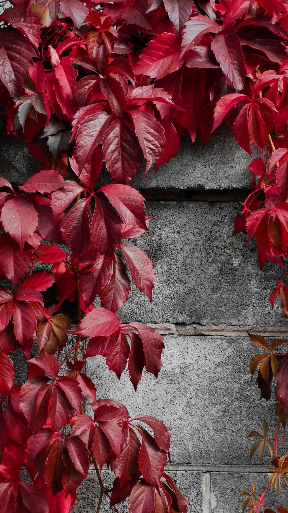 a plant with red leaves on a concrete wall