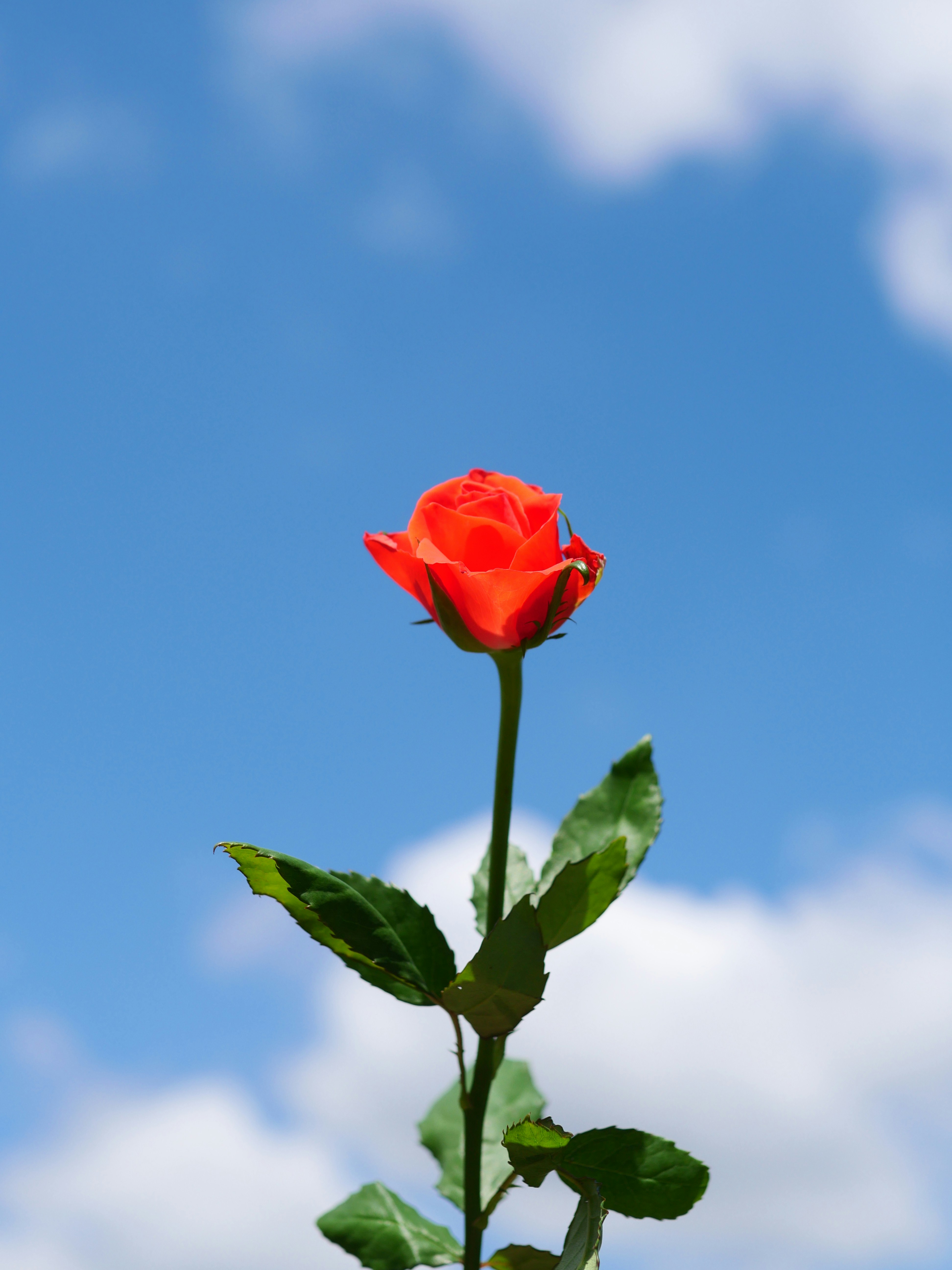 Photo by nimbus_vulpis