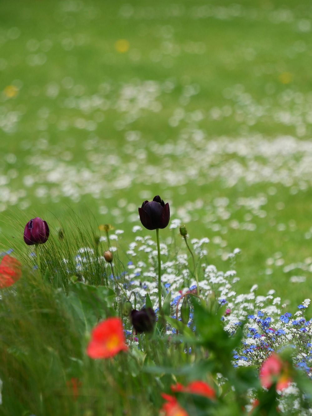 a bunch of flowers that are in the grass