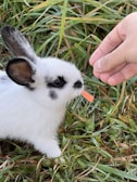 A small rabbit nibbling on fresh carrots in a garden.
