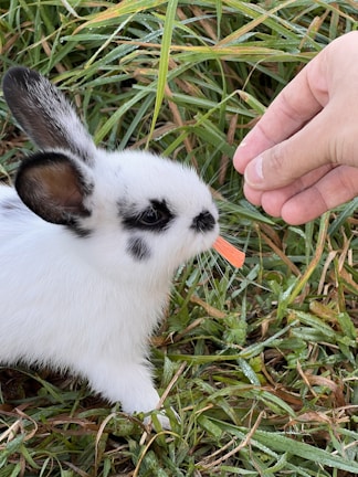 A small rabbit nibbling on fresh carrots in a garden.