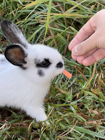 A volunteer carefully feeding a small rescued rabbit with fresh vegetables.