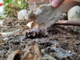 Hands preparing mushroom cultivation substrate in a rural setting.