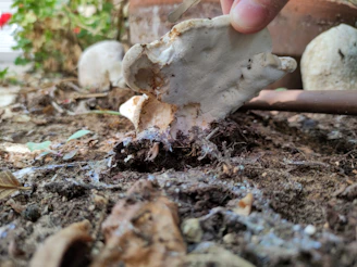Close-up of fresh mushroom spawn being carefully handled by a farmer in a rustic Indian farm setting.