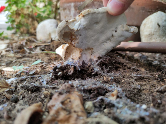 Close-up of fresh mushroom spawn being carefully handled by a farmer in a rustic Indian farm setting.