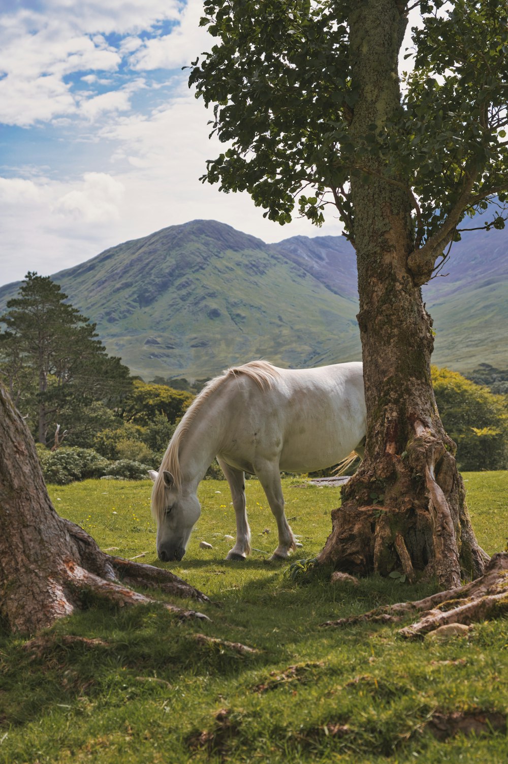 ein weißes Pferd, das neben einem Baum auf einer saftig grünen Wiese steht