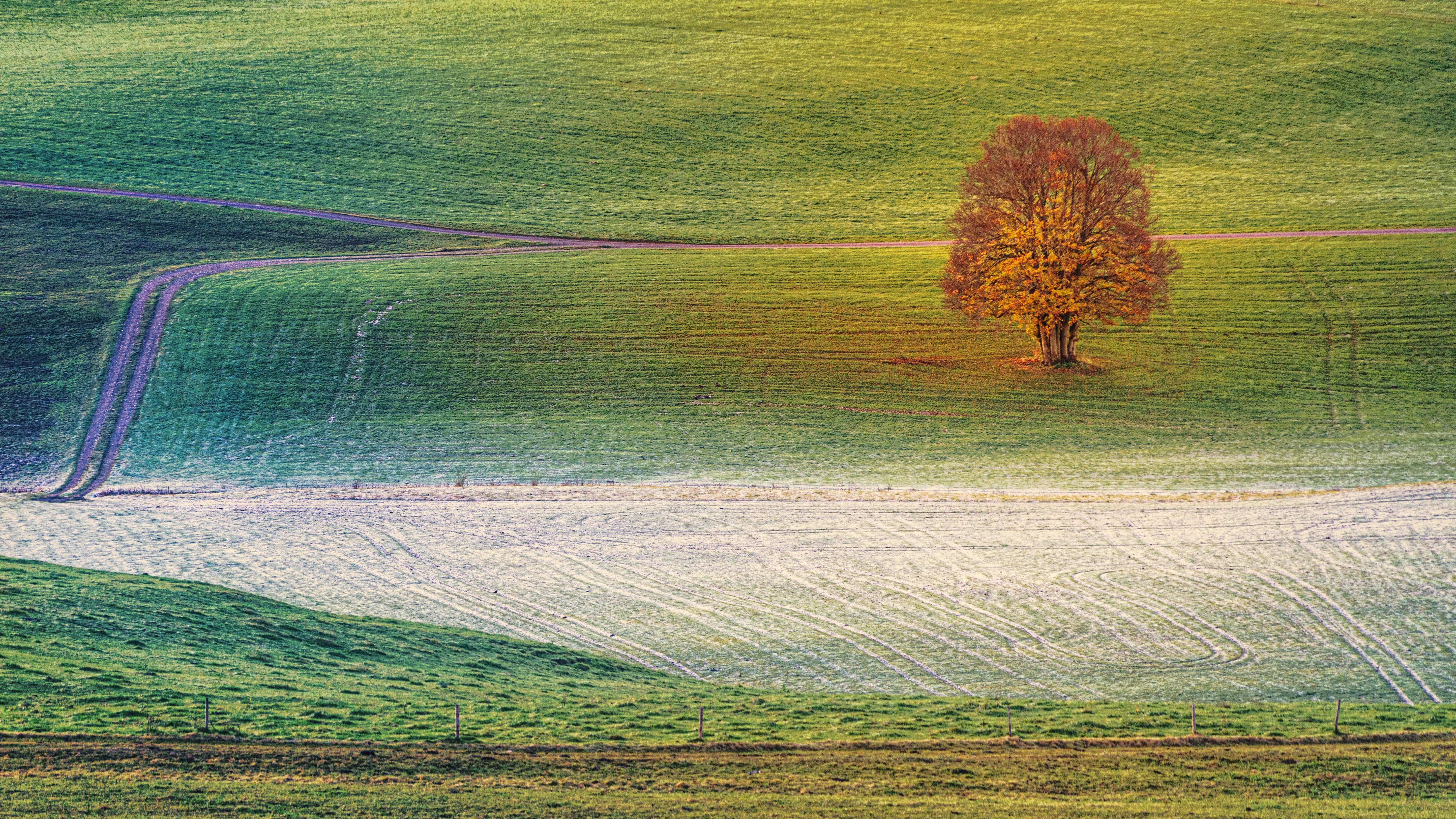 a lone tree in the middle of a green field