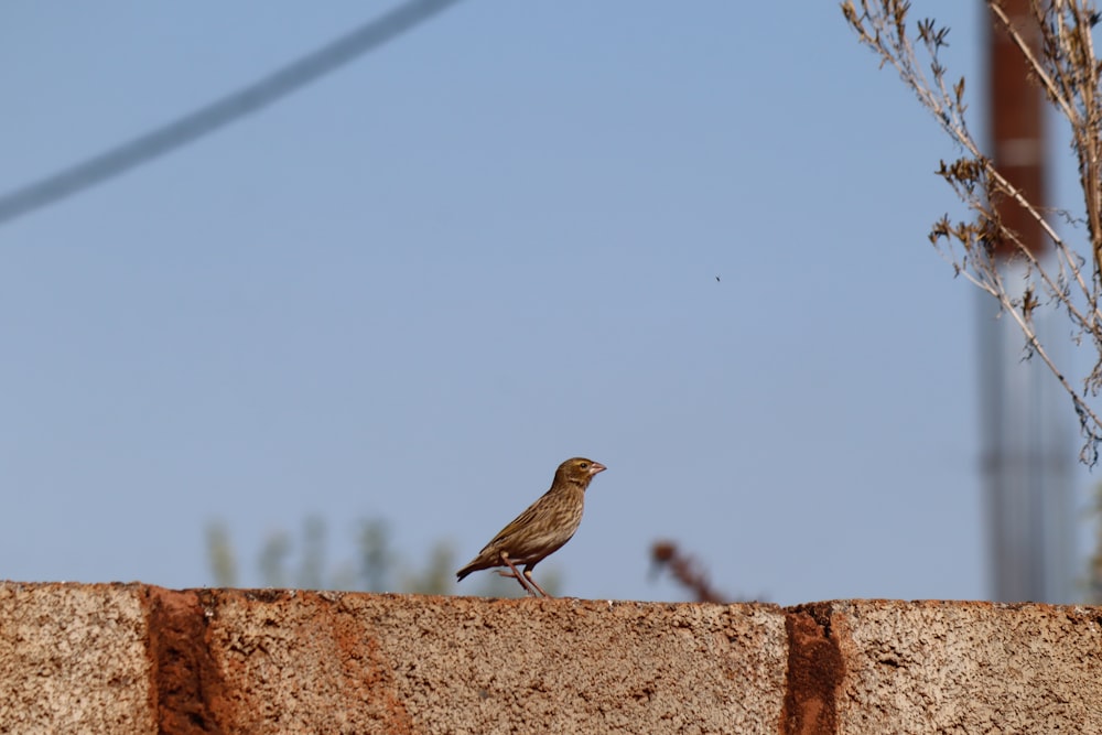 a small bird sitting on top of a cement wall