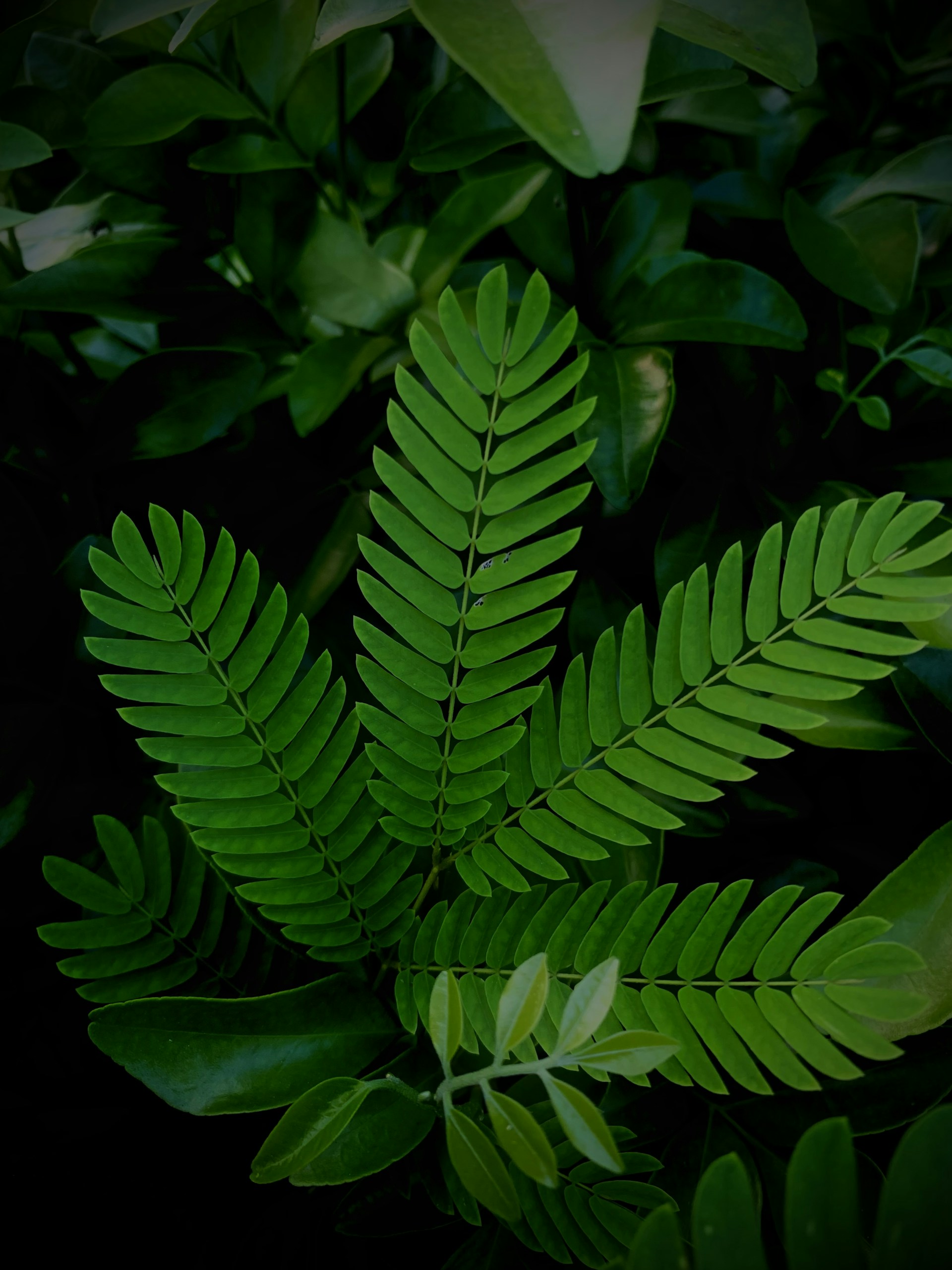 black and white bed linen